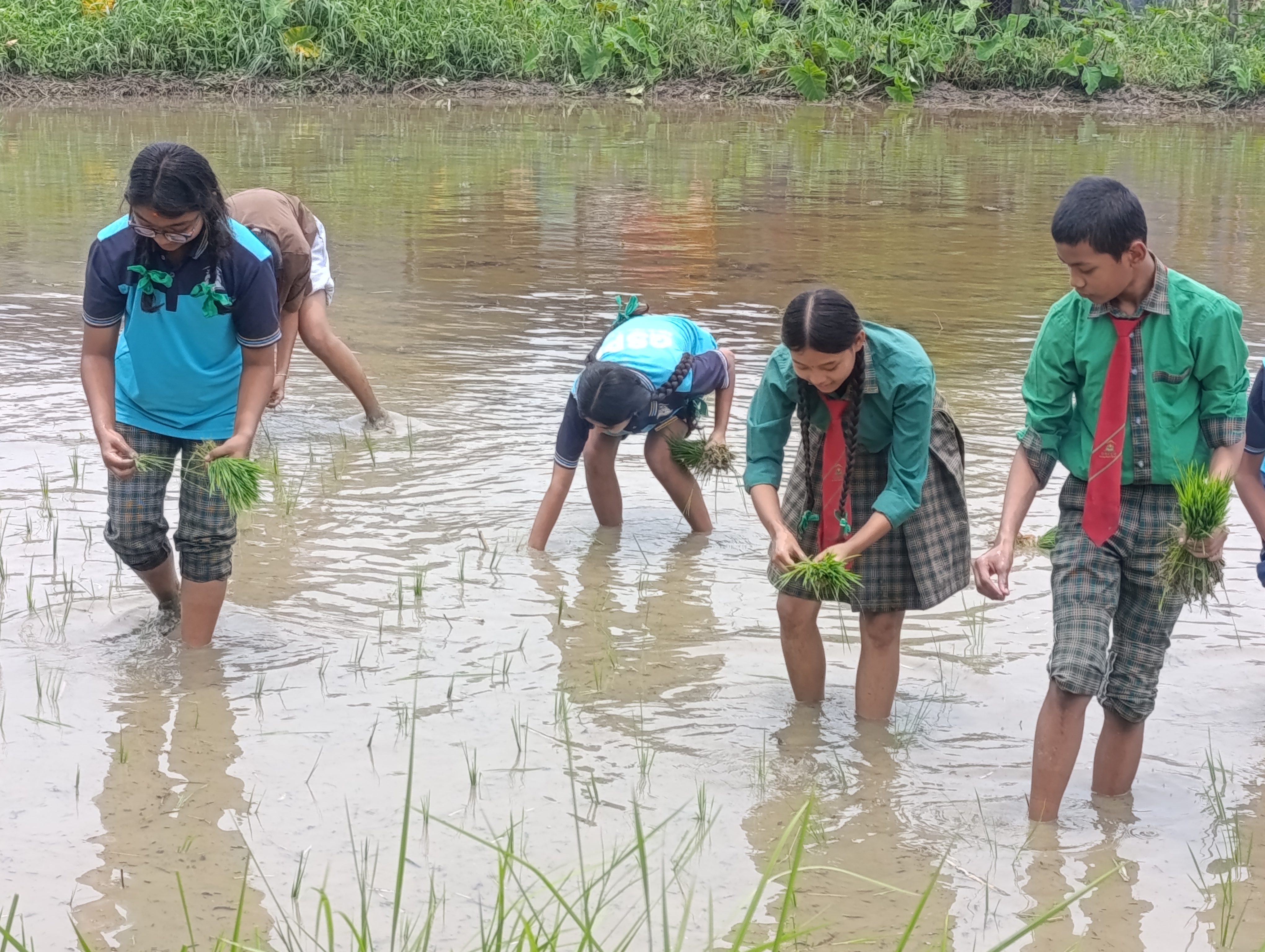 चितवनका विद्यार्थी धान रोप्न सिक्दै