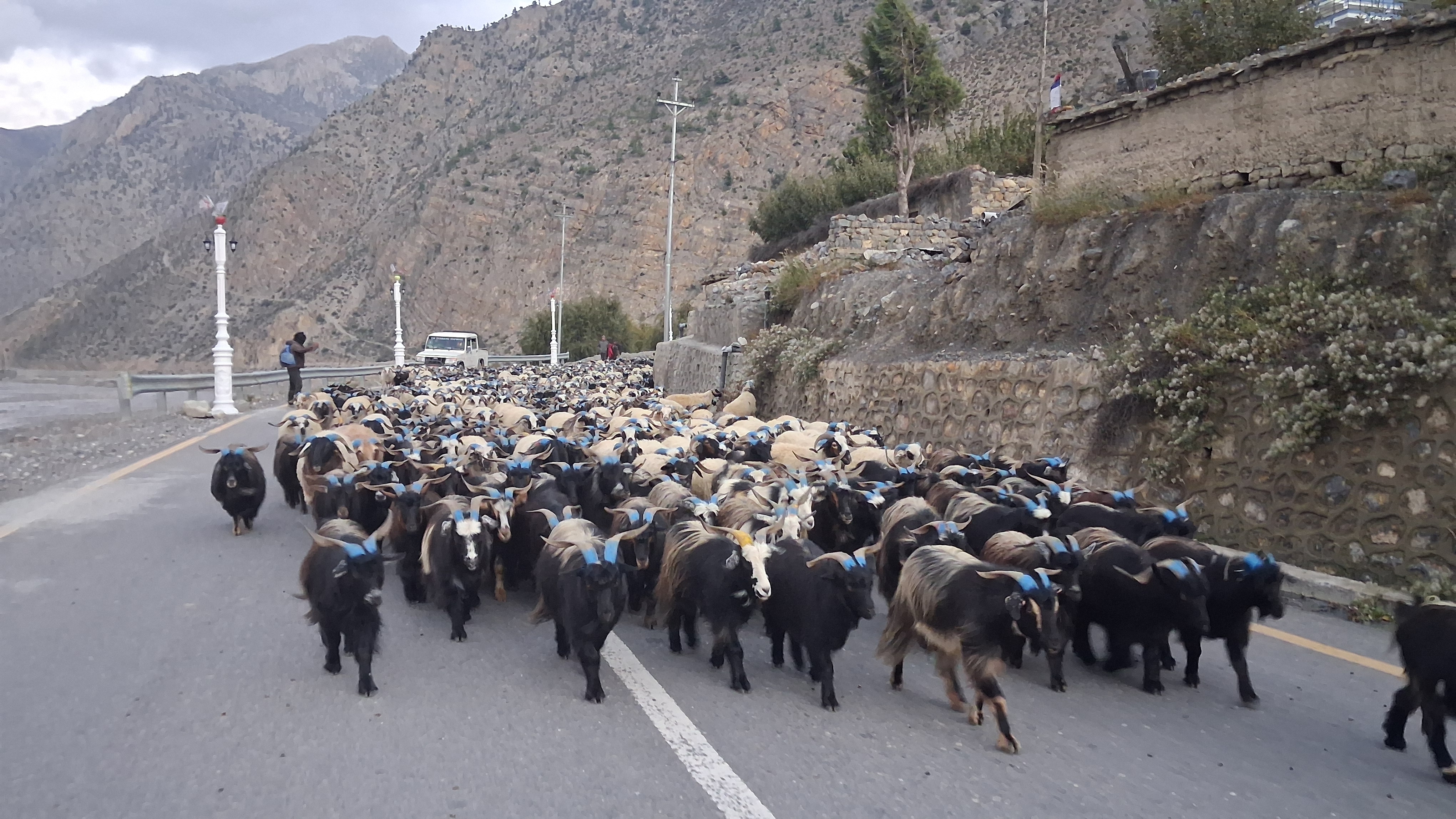 हिउँ छिचोल्दै एक हजार भेडाच्याङ्ग्रा मुस्ताङ आइपुगे