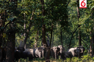 झापामा जङ्गली हात्ती आतंक : प्रधानमन्त्री कार्यालयकाे निर्देशनमा ‘स्पेसल टास्क फोर्स’ परिचालन हुँदै