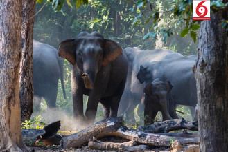 बाहुनडाँगीमा जङ्गली हात्तीको आतङ्क, स्थानीय त्रसित