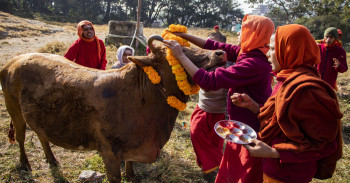 तिहारको पाँचौ दिन गाई पूजा गरिँदै