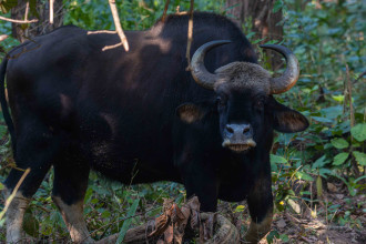 'गौर'नेपालमा पाइने सबैभन्दा ठूलो जङ्गली गाई(तस्बिरहरु)