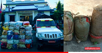 उदयपुरमा १ हजार ४० केजी गाँजा बरामद, बोलेरोसहित एक युवक पक्राउ