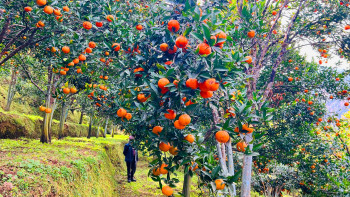 तनहुँमा यसवर्ष ४५ करोड बढीको सुन्तला बिक्री