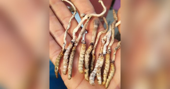 पाल्पाको रिमिघा लेकमा यार्सागुम्बा फेला