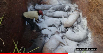 ‘अफ्रिकन स्वाइन फिभर’का कारण एकसय बीस बङ्गुर मरे