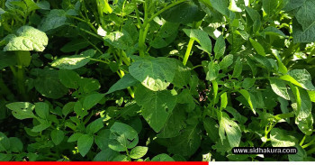 वर्षाका कारण आलु उत्पादन वृद्धि हुने आशामा रसुवाका किसान