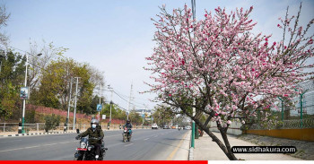 वसन्त ऋतुसँगै काठमाडौँको विभिन्न स्थानमा फुल्न थाले चेरी(तस्बिरहरु)