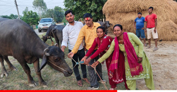 कैलालीमा भैँसीपालन कार्यक्रम सञ्चालन, १६ समूहलाई २ करोड २५ लाख रुपैयाँ अनुदान