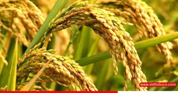 मूल्य नपाउँदा झापामा चैते धान प्रति किसाको आकर्षण घट्दो