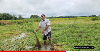 बेमौसमी वर्षाका कारण सुनसरीमा दुई अर्ब बढीको कृषिउपज नष्ट