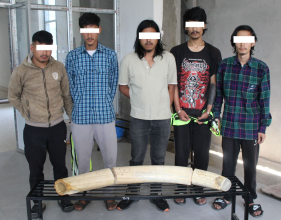 राष्ट्रपति कार्यालयबाट हात्तीको दाह्रा चोर्ने ५ जना पक्राउ