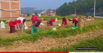 काभ्रेका किसानको चिन्ता, ‘खनौँ भाउ छैन, नखनौँ कुहिने डर छ’