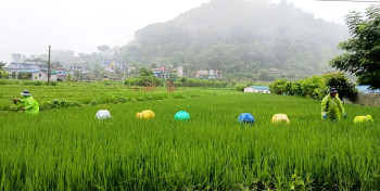 प्याकेजमा ठेक्का लिएर रोपाइँ गरी कृषि जोगाएका किसान सम्मानित