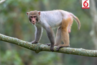बाँदरले दुःख दिन थालेपछि भोजपुरका किसान खेतीपाती छाड्न बाध्य