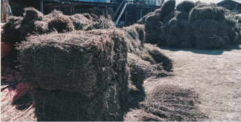 चिराइतोको मूल्यमा गिरावट आउँदा किसान चिन्तित