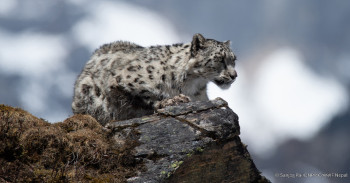 ढोरपाटनमा पहिलो पटक हिउँ चितुवा गणना गरिँदै