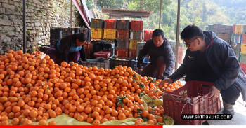 सुन्तला बेचेर रु २० लाख आम्दानी गरेका श्रेष्ठ