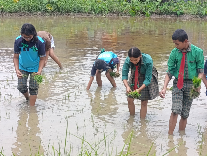 चितवनका विद्यार्थी धान रोप्न सिक्दै