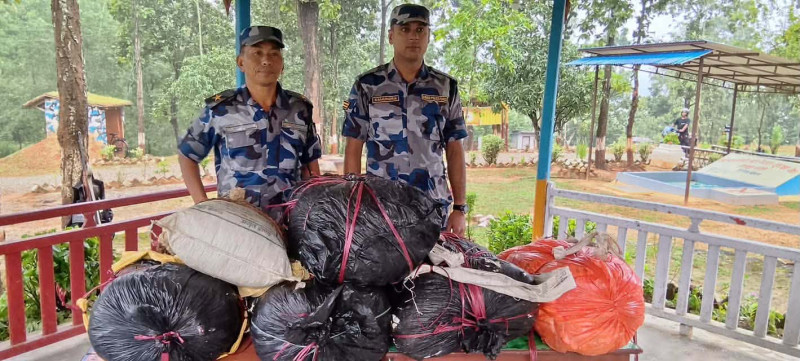 कटारीको चुरे जंगलबाट १३० किलो गाँजा बरामद