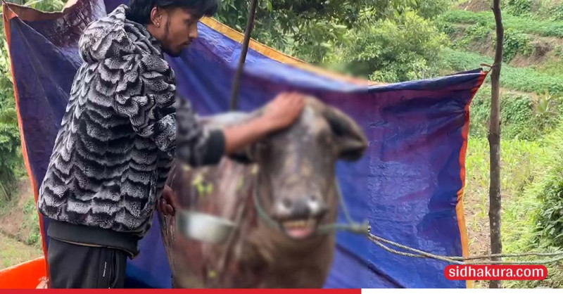 गर्भिणी भैँसीमाथि मान्छेले देखाएको क्रूरता ! (भिडियाे)