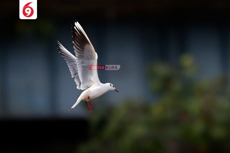 बागमती नदीमा देखियो दुर्लभ कालो टाउके दंगा चिल(तस्बिरहरु)