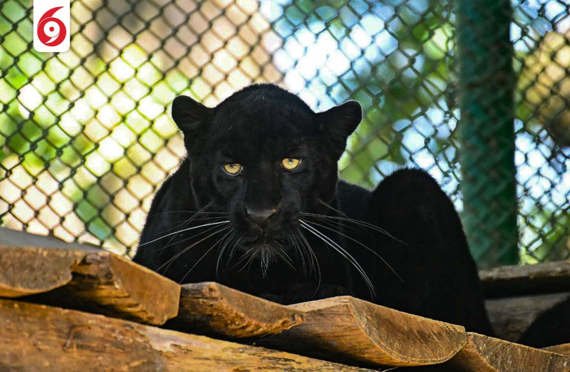 कालो चितुवा 'ब्ल्याक प्यान्थर' प्रदर्शनीमा