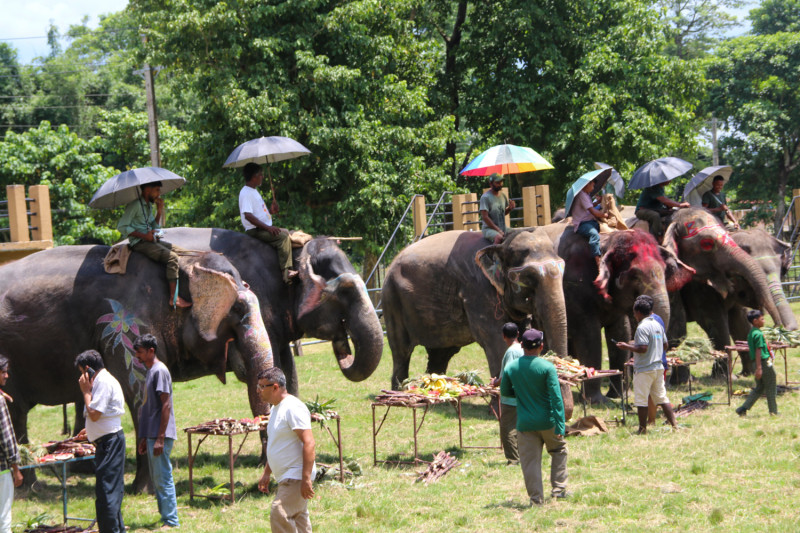 सौराहामा हात्तीको वनभोज, उखुदेखि ड्रागन फ्रुटसम्मको मेजमानी