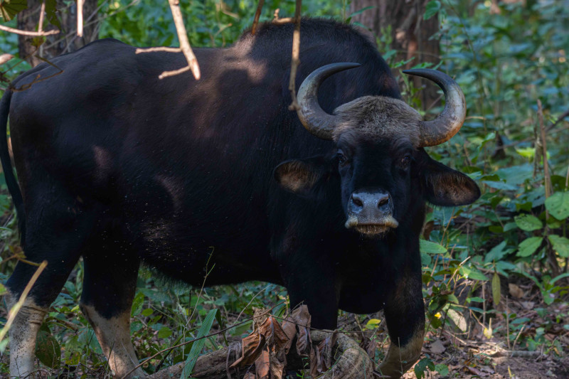 'गौर'नेपालमा पाइने सबैभन्दा ठूलो जङ्गली गाई(तस्बिरहरु)