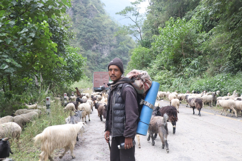 भेडाच्याङ्ग्रा बेच्न ३६ दिनको पैदल यात्रा