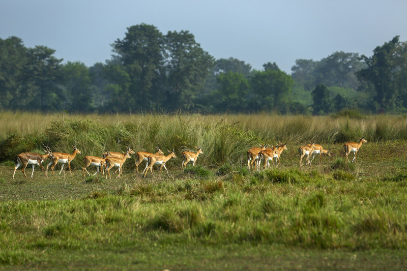 खैरापुरकाे घाँसे मैदानमा चर्दै गरेका कृष्णसार (तस्बिरहरु)