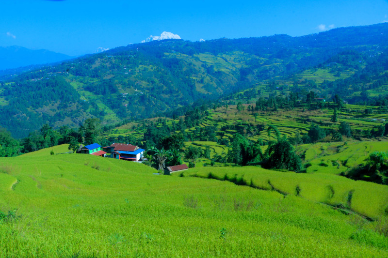 कोदो फुल्यो बारीमा, धानका बाला झुल्यो खेतैमा...