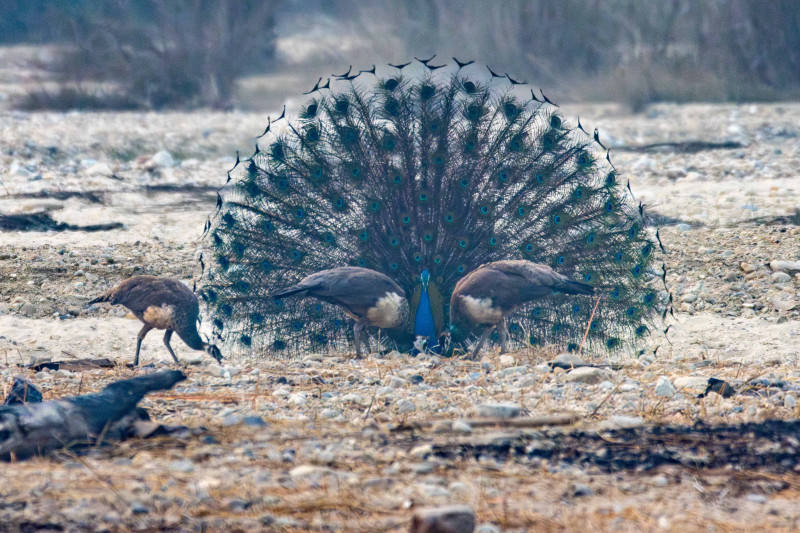 भाले मयूरको अद्भुत नृत्य प्रदर्शन(तस्बिरहरु)