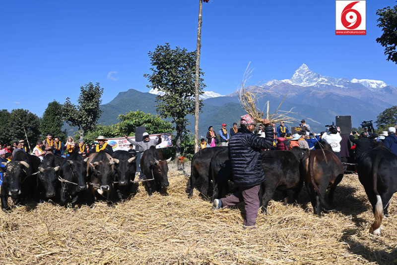 पोखरामा दाइँ महोत्सव (तस्बिरहरु )