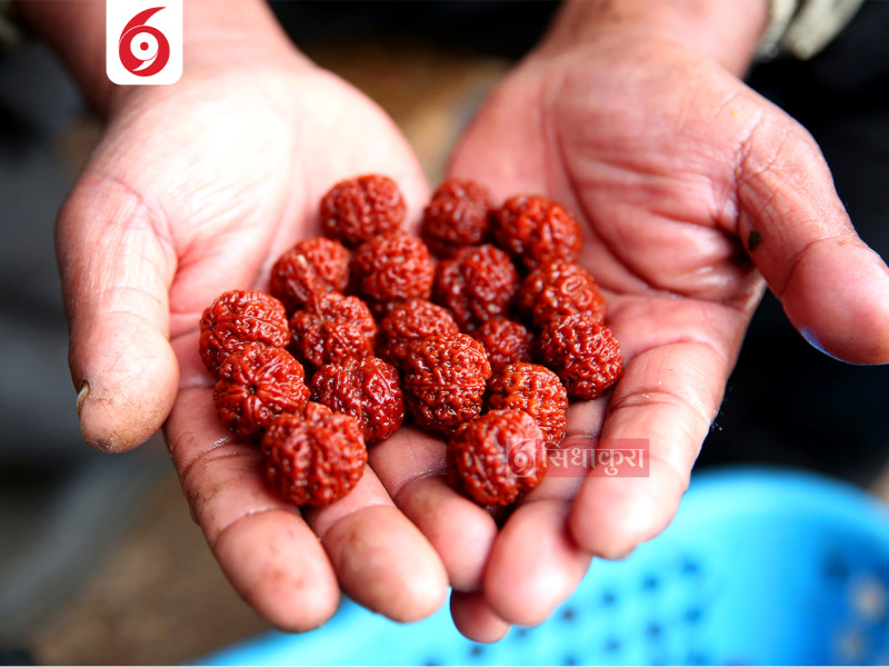 रुद्राक्ष खेतीको लागि प्रख्यात पूर्वी पहाडको भोजपुर, एउटै रुद्राक्ष ७४ लाखमा बिक्री