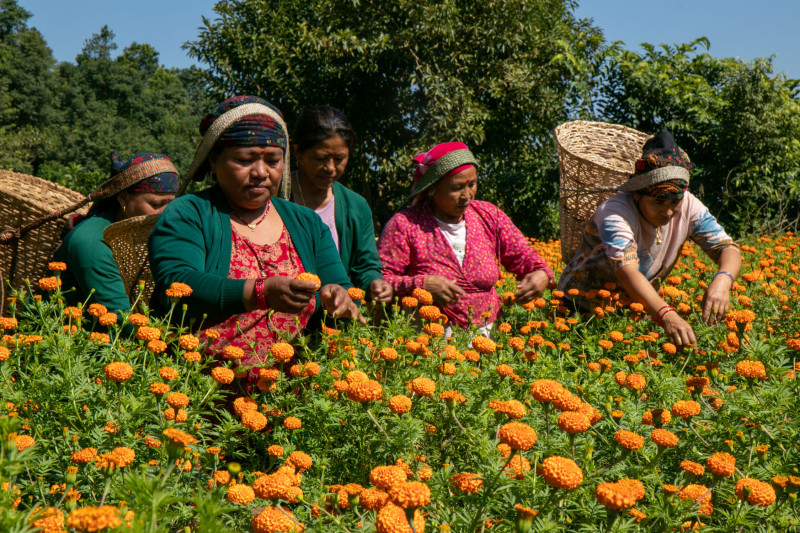 तिहारअघि नै फुल्याे सयपत्री, चिन्तामा किसान (तस्बिर)