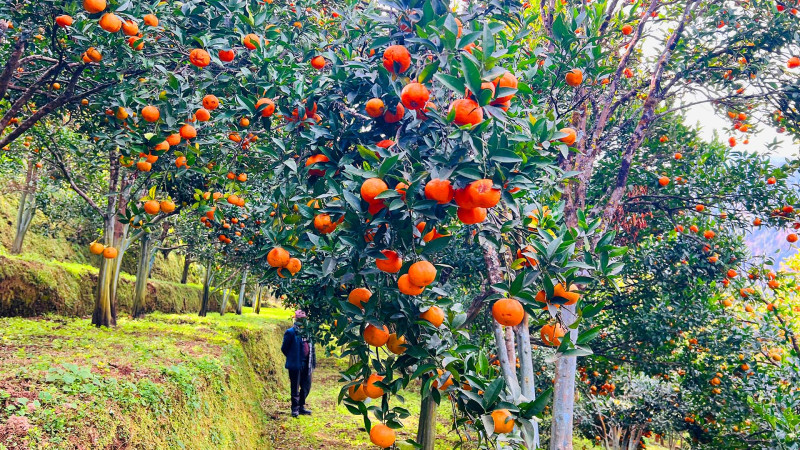 बागलुङमा झण्डै २७ करोडको सुन्तला उत्पादन