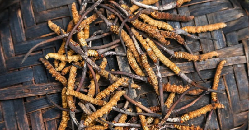 यार्सागुम्बा सङ्कलनका लागि शिक्षक–विद्यार्थी हिमालतिर, विद्यालय बन्द