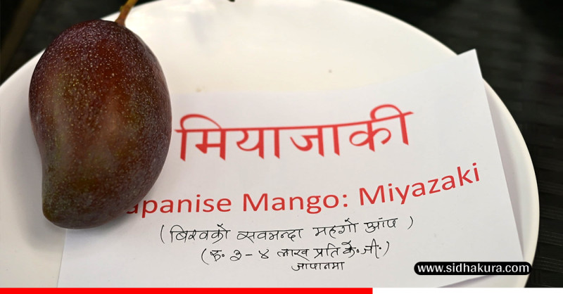 सुरू भयो आँप मेला, प्रतिकिलो ४ लाख पर्ने आँप पनि प्रदर्शनमा (तस्विरहरु)