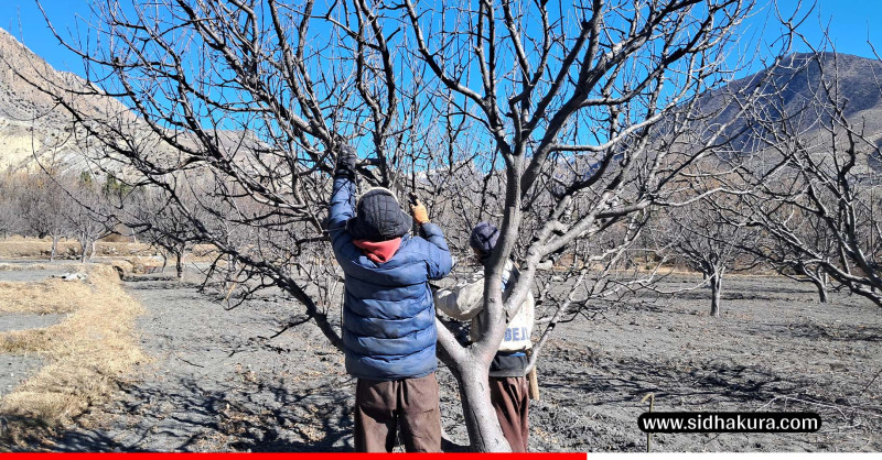 मुस्ताङका किसान स्याउ बगैँचा व्यवस्थापनमा व्यस्त