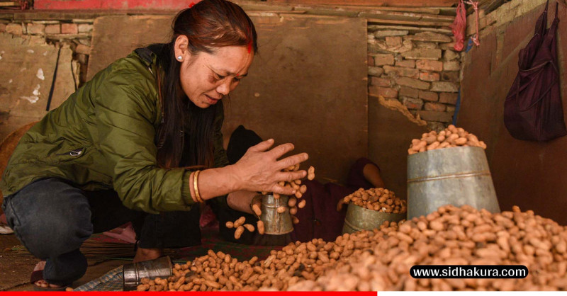 जाडोयाम सुरु भएसँगै बजारमा सुरु भयो बदामको बिक्री(तस्बिरहरु)