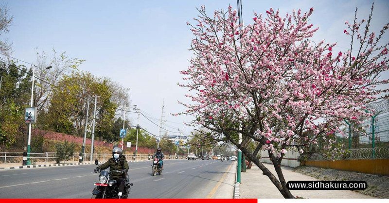 वसन्त ऋतुसँगै काठमाडौँको विभिन्न स्थानमा फुल्न थाले चेरी(तस्बिरहरु)