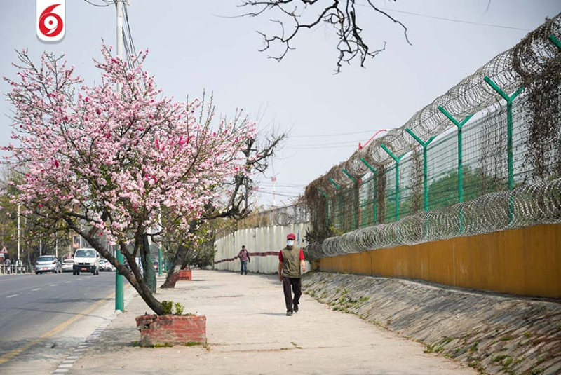 वसन्त ऋतुसँगै काठमाडौँको विभिन्न स्थानमा फुल्न थाले चेरी(तस्बिरहरु)