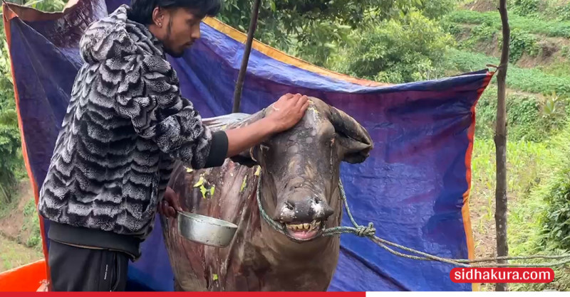 गर्भिणी भैँसीमाथि मान्छेले देखाएको क्रूरता ! (भिडियाे)