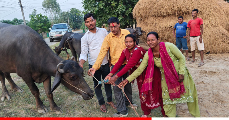 कैलालीमा भैँसीपालन कार्यक्रम सञ्चालन, १६ समूहलाई २ करोड २५ लाख रुपैयाँ अनुदान