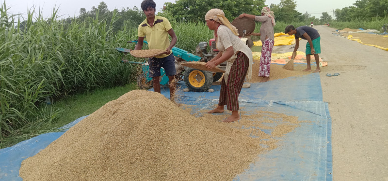 चैते धानको समर्थन मूल्य निर्धारण गर्न किसानको आग्रह