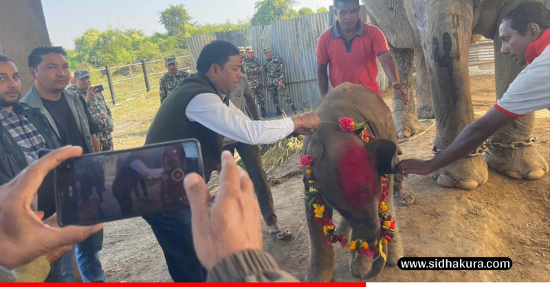 शोभाकलीले सातौँ छावा जन्माउँदा...