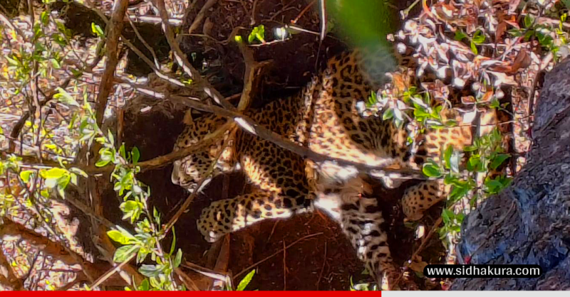 पासोमा परेको चितुवाको उद्धार गरिदैं