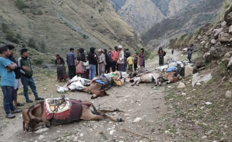 करेन्ट लागेर मुगुमा दश खच्चर मरे