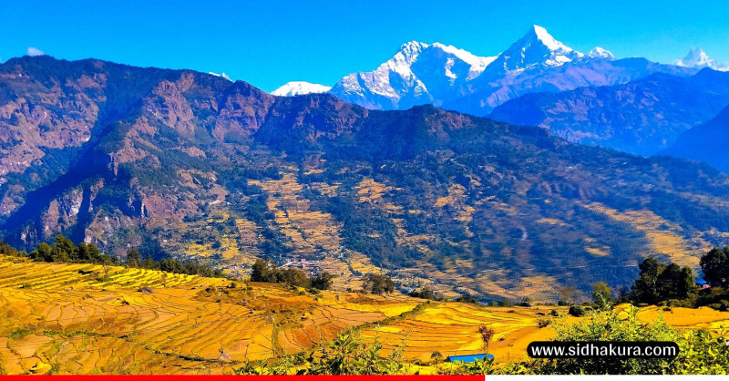 उन्नत जातका धानखेतीतर्फ किसान आकर्षित